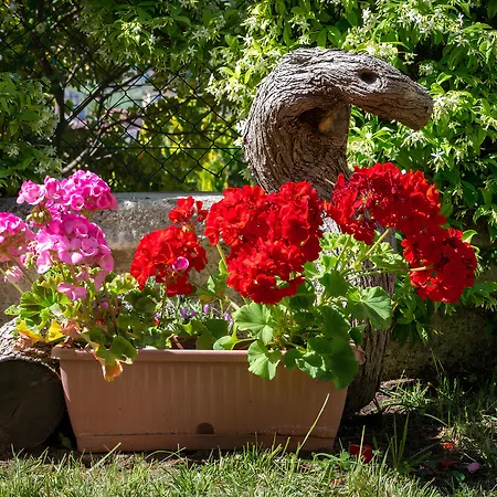 Hibiscus Отель типа 
